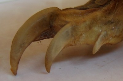 By courtesy of teakdoor.com