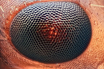 BY courtesy of eyephotomacrography.net.com