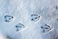 By courtesy of agefotostock.com