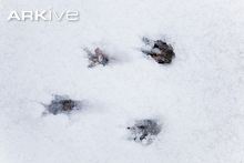 By courtesy of arkive.org