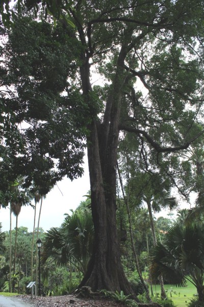 tembusu tree 01