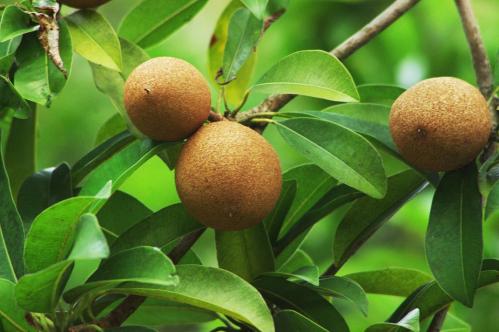 By courtesy of runsingapore.blogspot.com