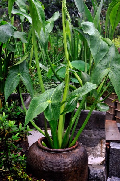 arrowhead (sinaimg.cn)