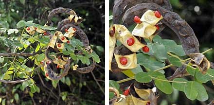 Bu courtesy of wildshores.blogspot.com