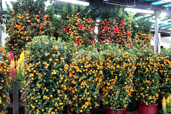 what flowers may spring choose 01