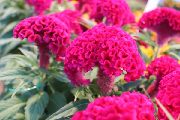 what flowers may spring choose 03