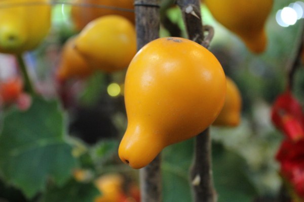 what flowers may spring choose 05