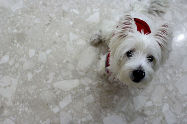 wish u a lunar new year 01