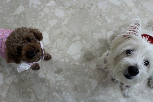 wish u a lunar new year 02