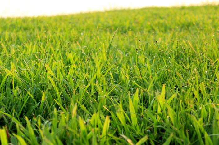 green green grass of home 08
