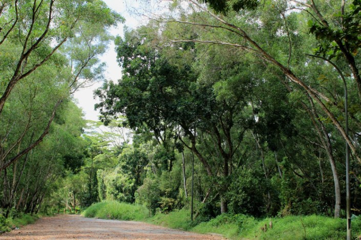 tampines forest 01