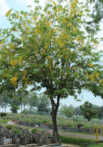 choa chu kang cemetery 02