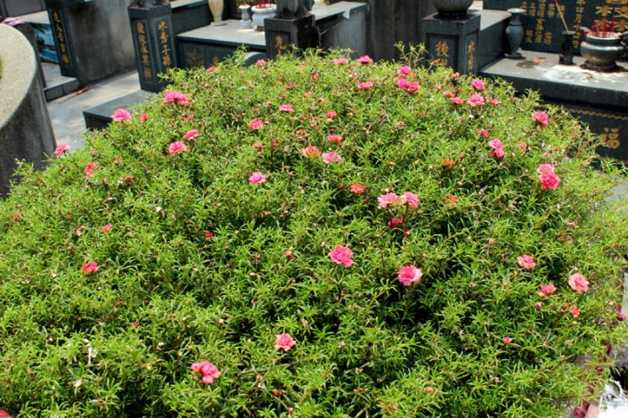choa chu kang cemetery 06