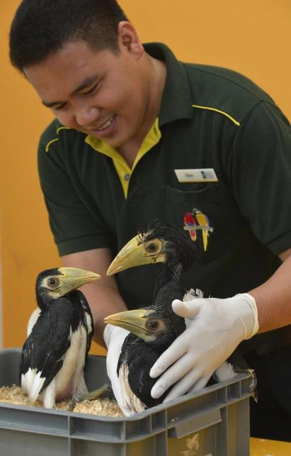 oriental pied hornbills (ST Photo)