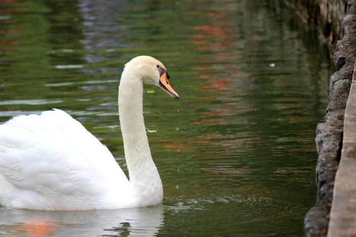 swan lake 06