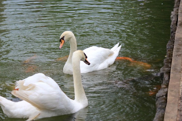 swan lake 07