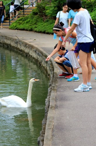 swan lake 08