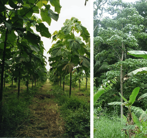 By courtesy of www.rcuniverse.com