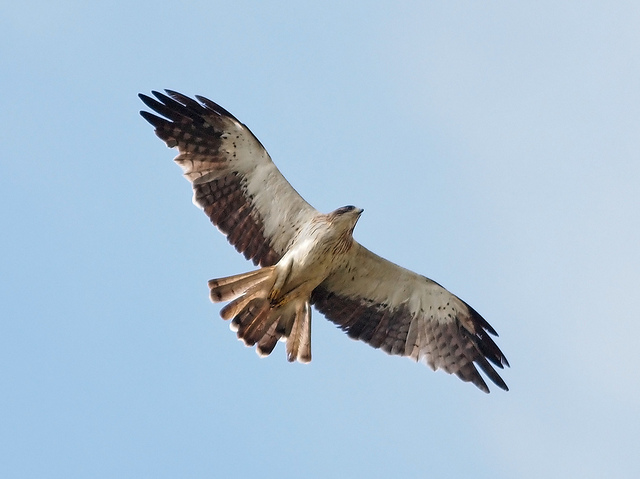 Booted eagle spotted at Seletar By courtesy of www.flickr.com