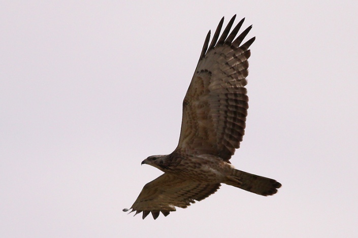 Crested Honey-buzzard spotted at Seletar. By courtesy of wildlife.site88.net