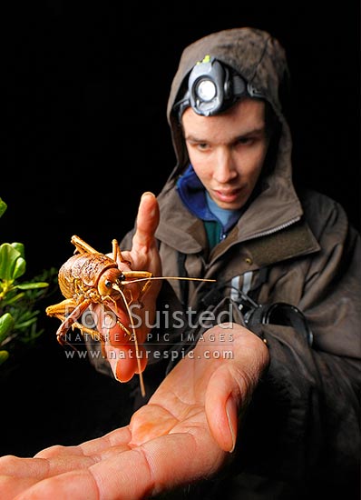 By courtesy of www.naturespic.com