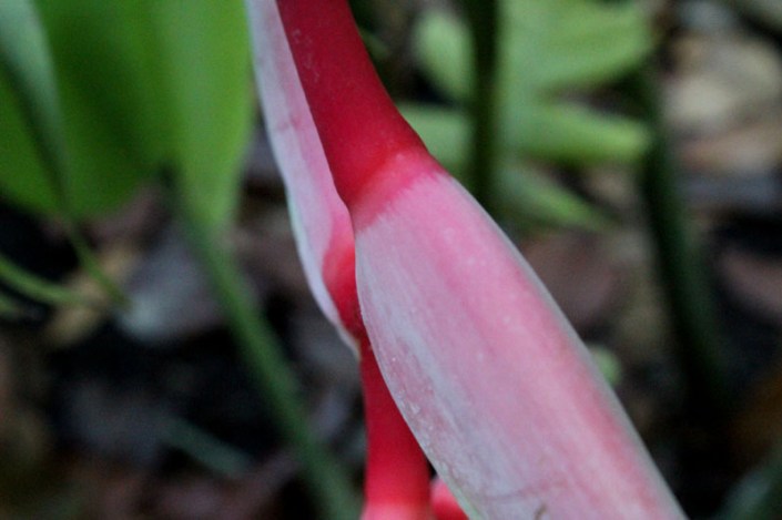 heliconia 02