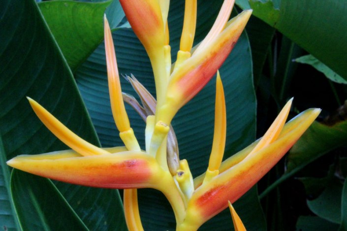 heliconia 06