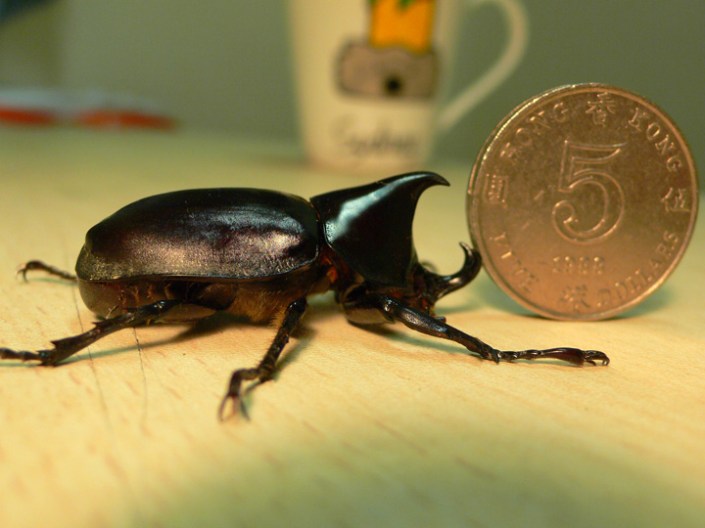 By courtesy of wikimedia.org