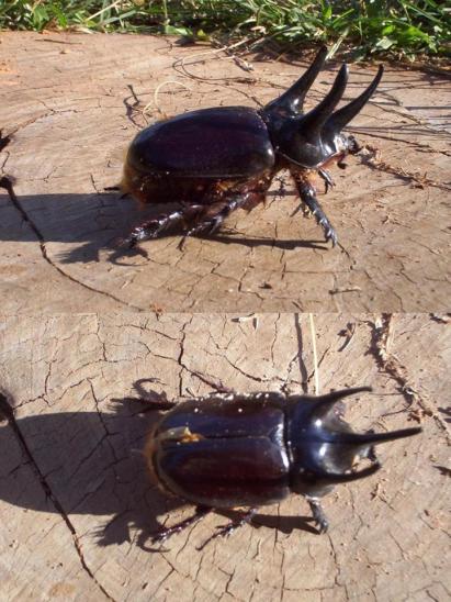 rhinoceros beetles (www.faunaparaguay.com)