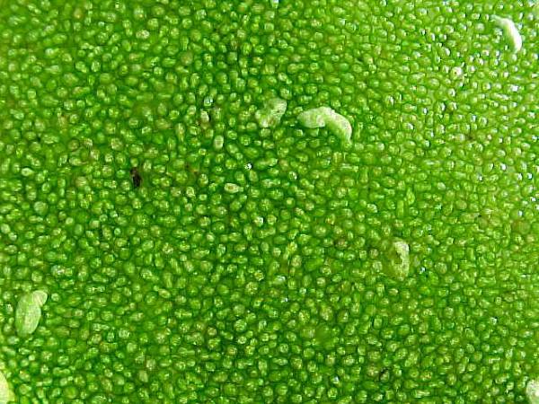 By courtesy of www.victoria-adventure.org