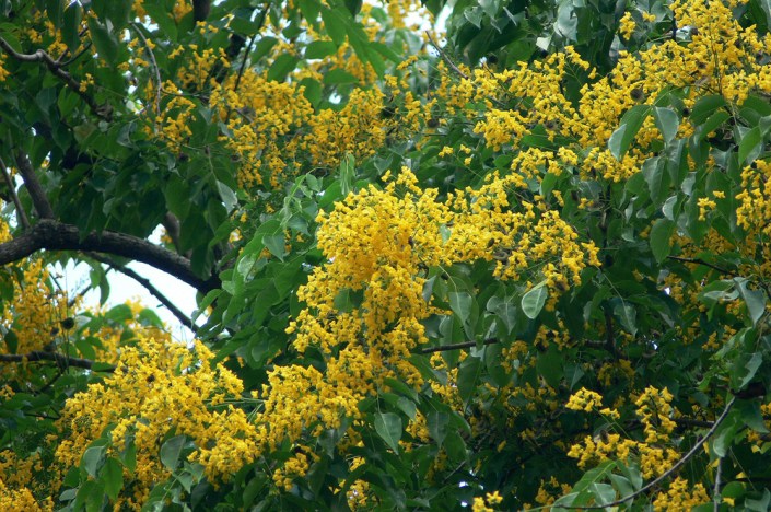 By courtesy of www.nparks.gov.sg