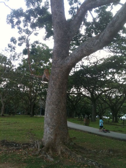 broad-leafed mahogany