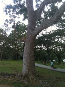 broad-leafed mahogany