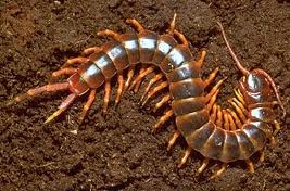 By courtesy of www.realmonstrosities.com