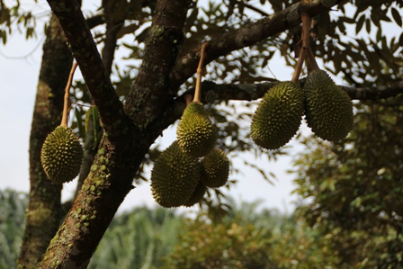 Durian export 3 (www.durianseller.com)