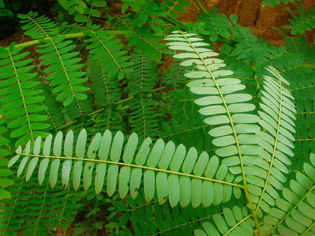 By courtesy of www.baumkunde.de