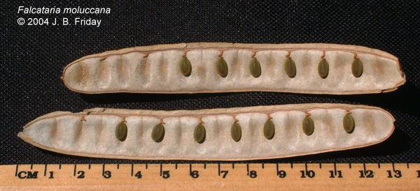 By courtesy of www.ctahr.hawaii.edu