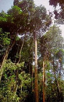 greenheart_trees (en.wikipedia.org)