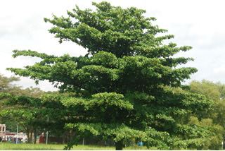 Terminalia catappa - overall, unpruned in a stateland
