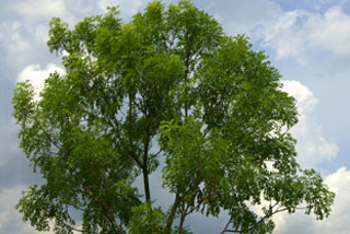 By courtesy of www.nparks.gov.sg