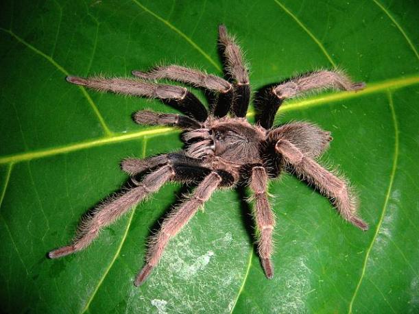 BY courtesy of www.birdspiders.com