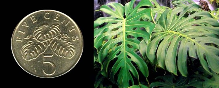 By courtesy of toptropicals.com