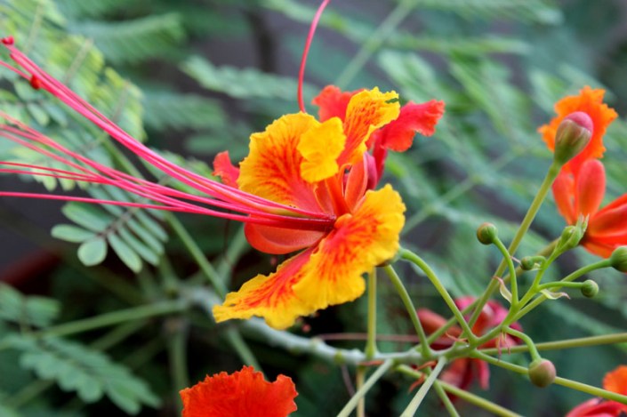 summer grow secret garden 01