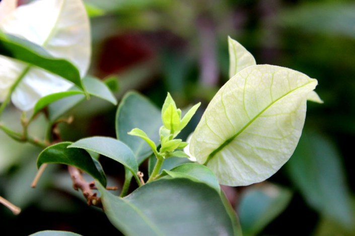 summer grow secret garden 02