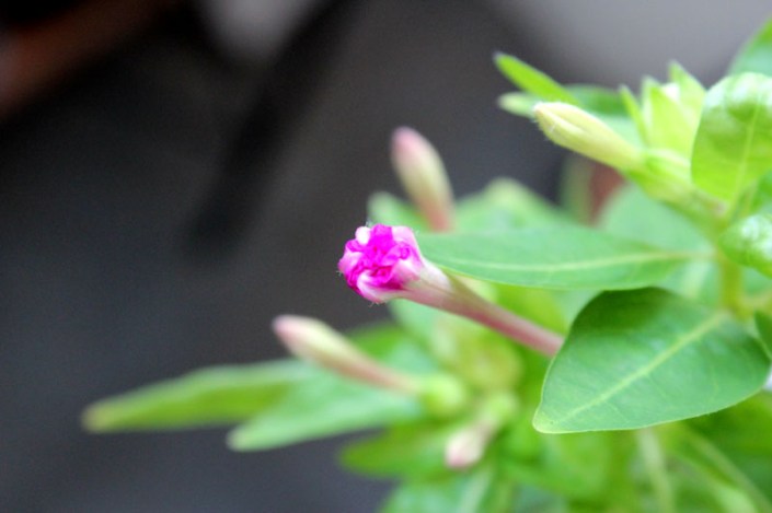 summer grow secret garden 03