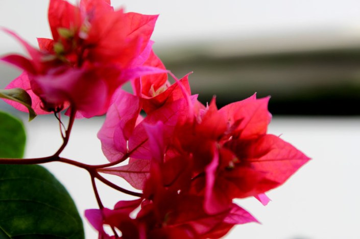 summer grow secret garden 04