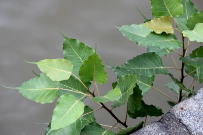 the skull the rats 01