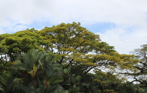 yellow flame tree